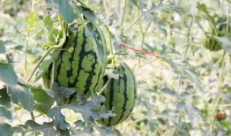 寿光网红大瓜,一场网络舆论的风暴